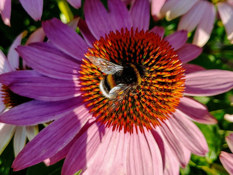 Rumors, Rumors, Everywhere. - Echinacea Gossip.